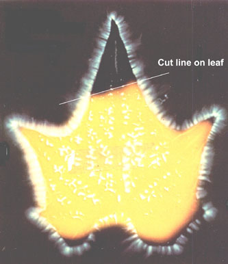 Phantom Leaf